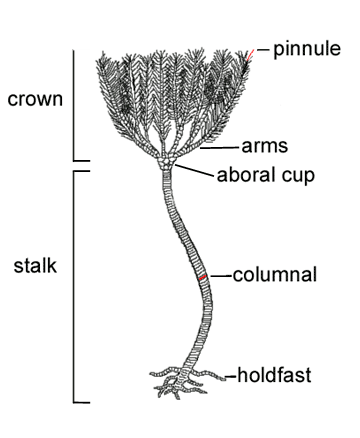 crinoid-diagram.gif